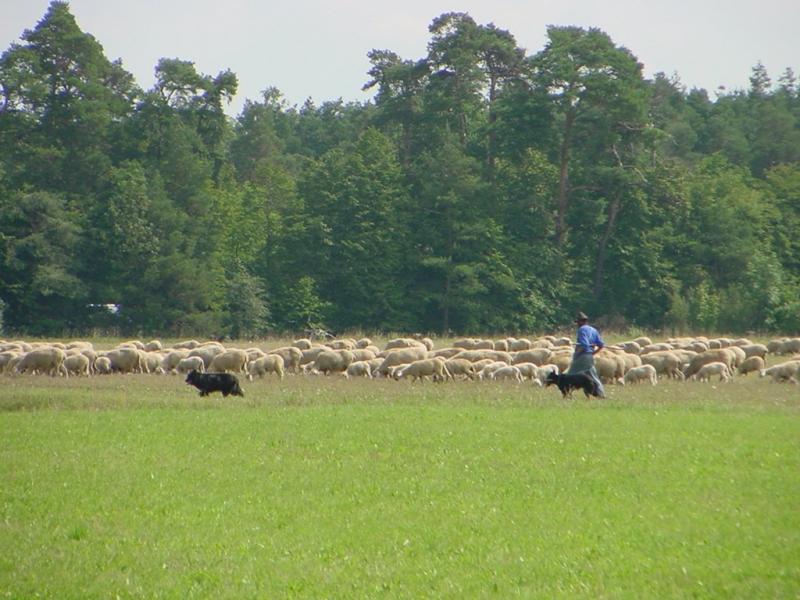 Schäfer mit Herde