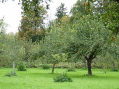 Bäume