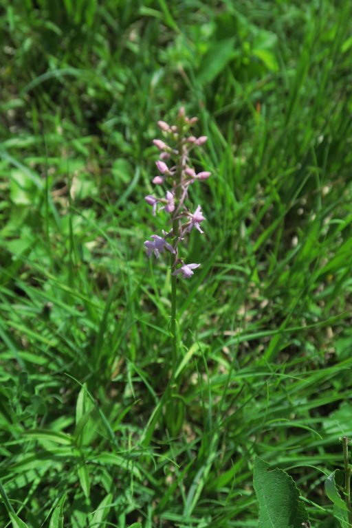Orchideenwiese-Exkursion6