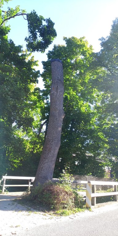 Baum als Baumtorso/Habitatstruktur Baum als Baumtorso/Habitatstruktur