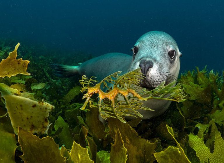 'PLANET OZEAN' - Zur Ausstellung Oberhausen